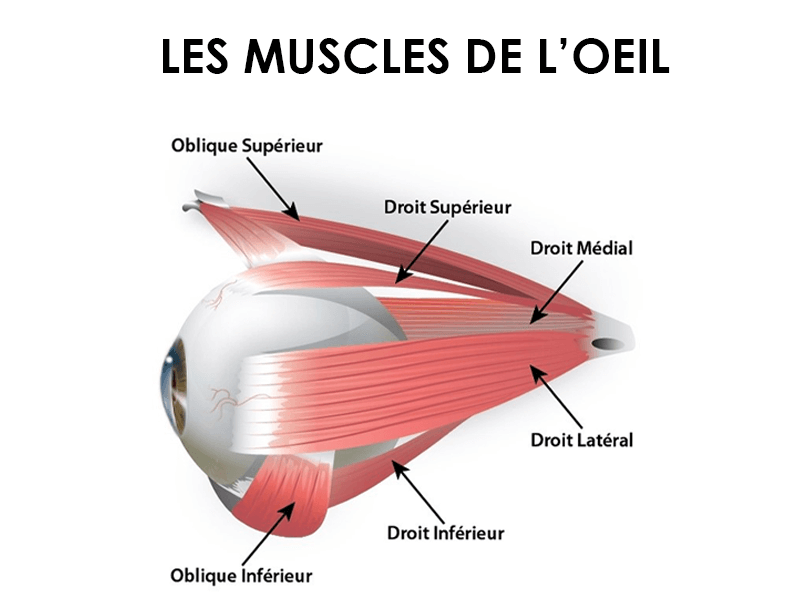 Découvrez tous les muscles des yeux.